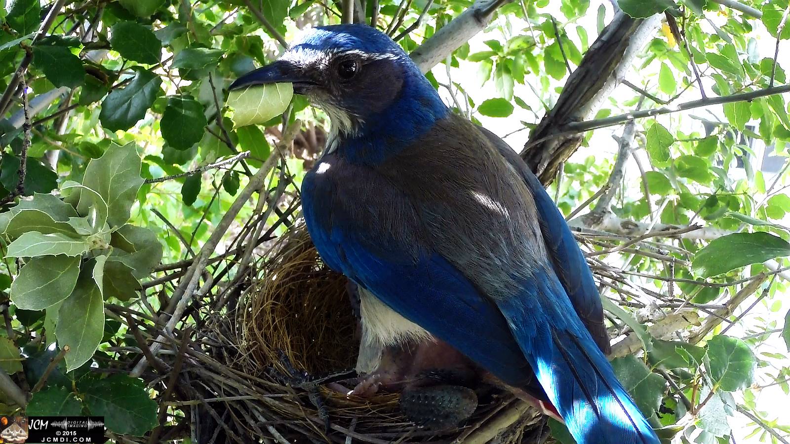 Scrub Jay nest documentary - female flies off with dead leaf